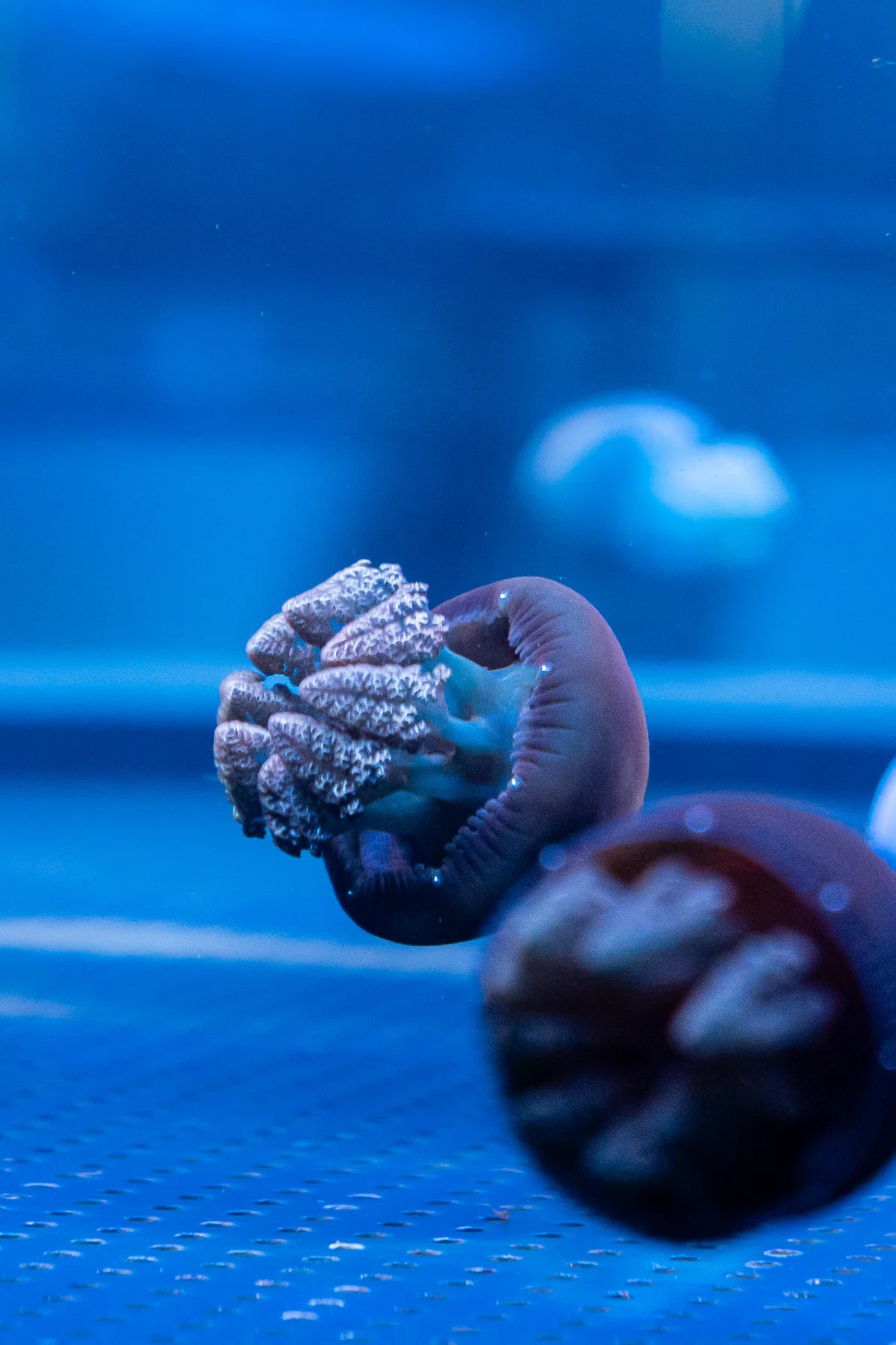 元小学校の水族館で撮影してみた #6 inみなとやま水族館｜SONY α7CⅡ