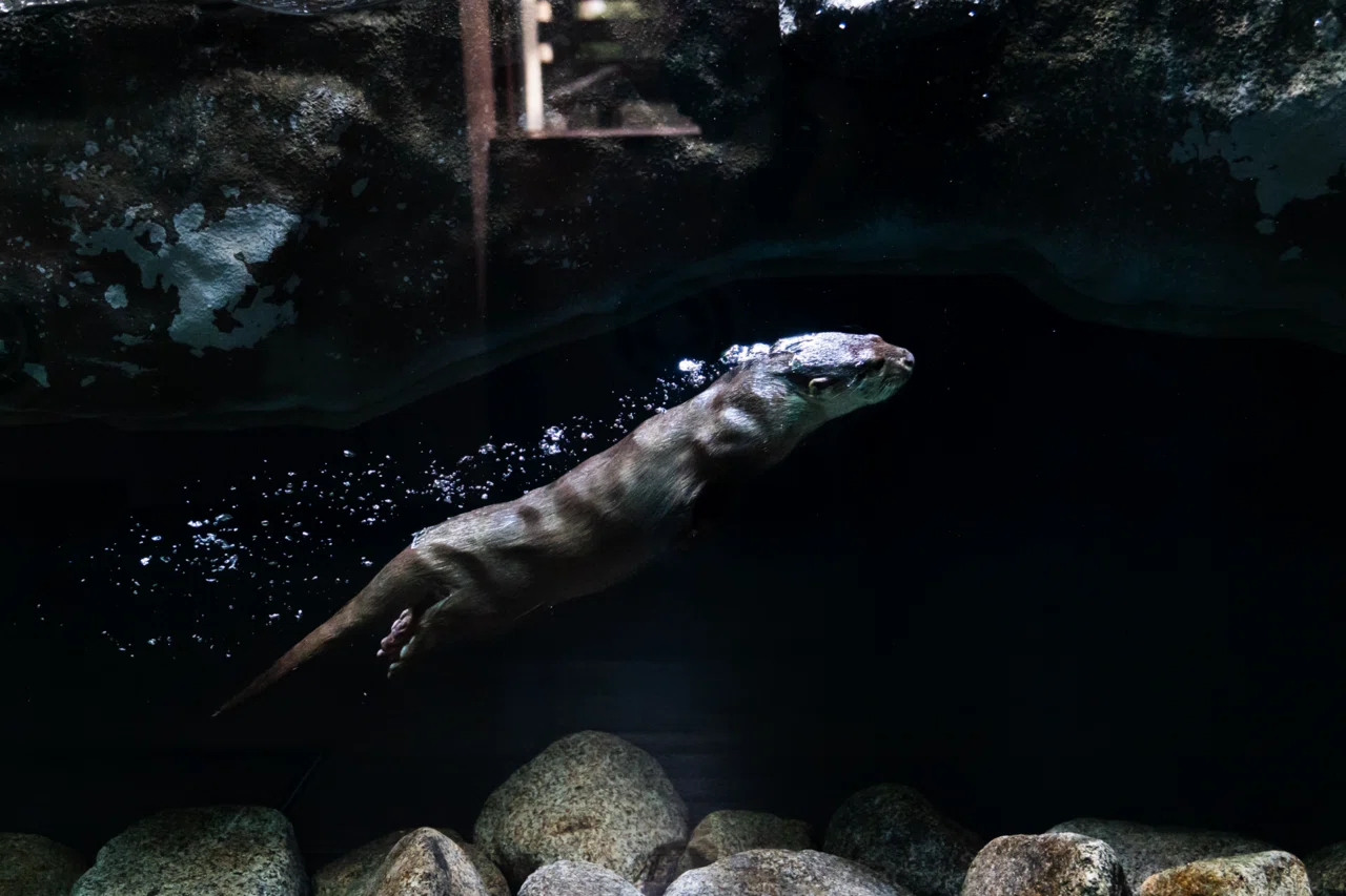 元小学校の水族館で撮影してみた #6 inみなとやま水族館｜SONY α7CⅡ