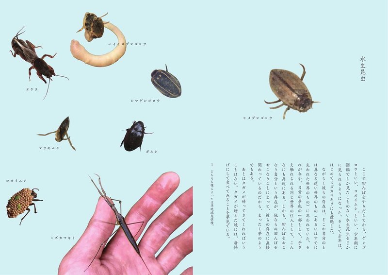 45-46 水生昆虫-1