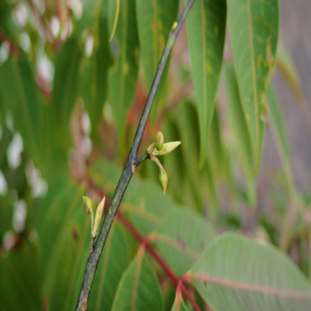 秋のクロモジ採取に行ってきました｜AROMA SELECT