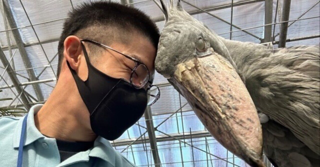 掛川花鳥園スタッフのゆるゆる自由研究 【ハシビロコウのふたば 秘蔵