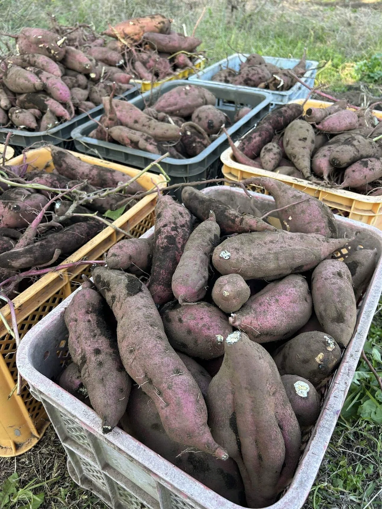 Hachioji] Sweet potatoes harvested by junior high students become