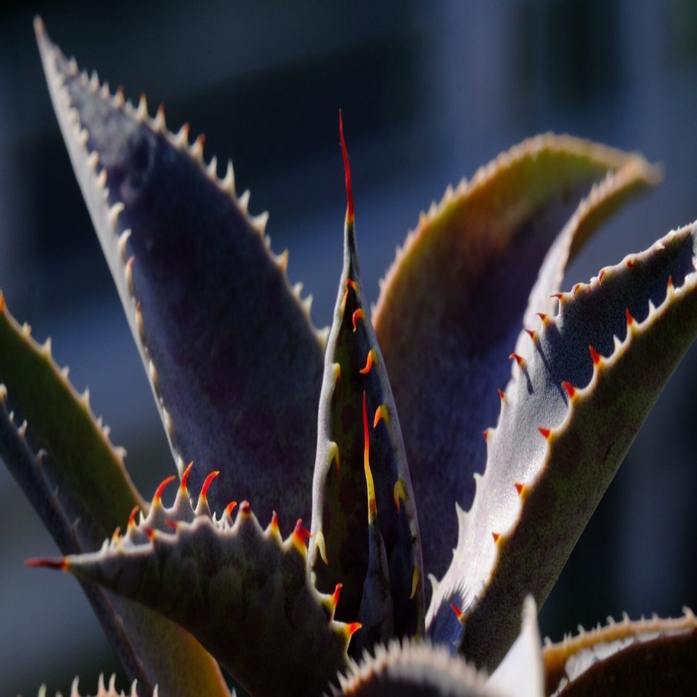 秋晴れのアガベたち （わが家のかわいいトゲトゲ8種を紹介するよ