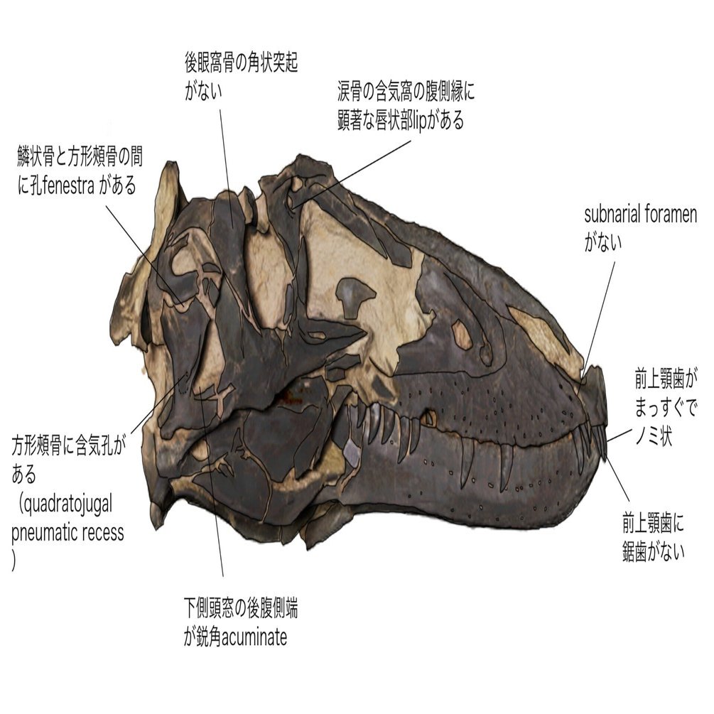 ナノティラヌスとティラノサウルスは共存していた｜theropodさん