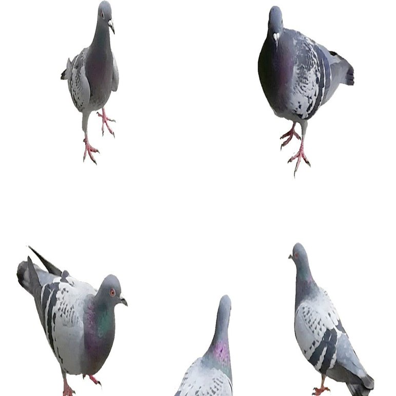 恐怖！！平和の象徴に狙われている｜Saki | Handwritten