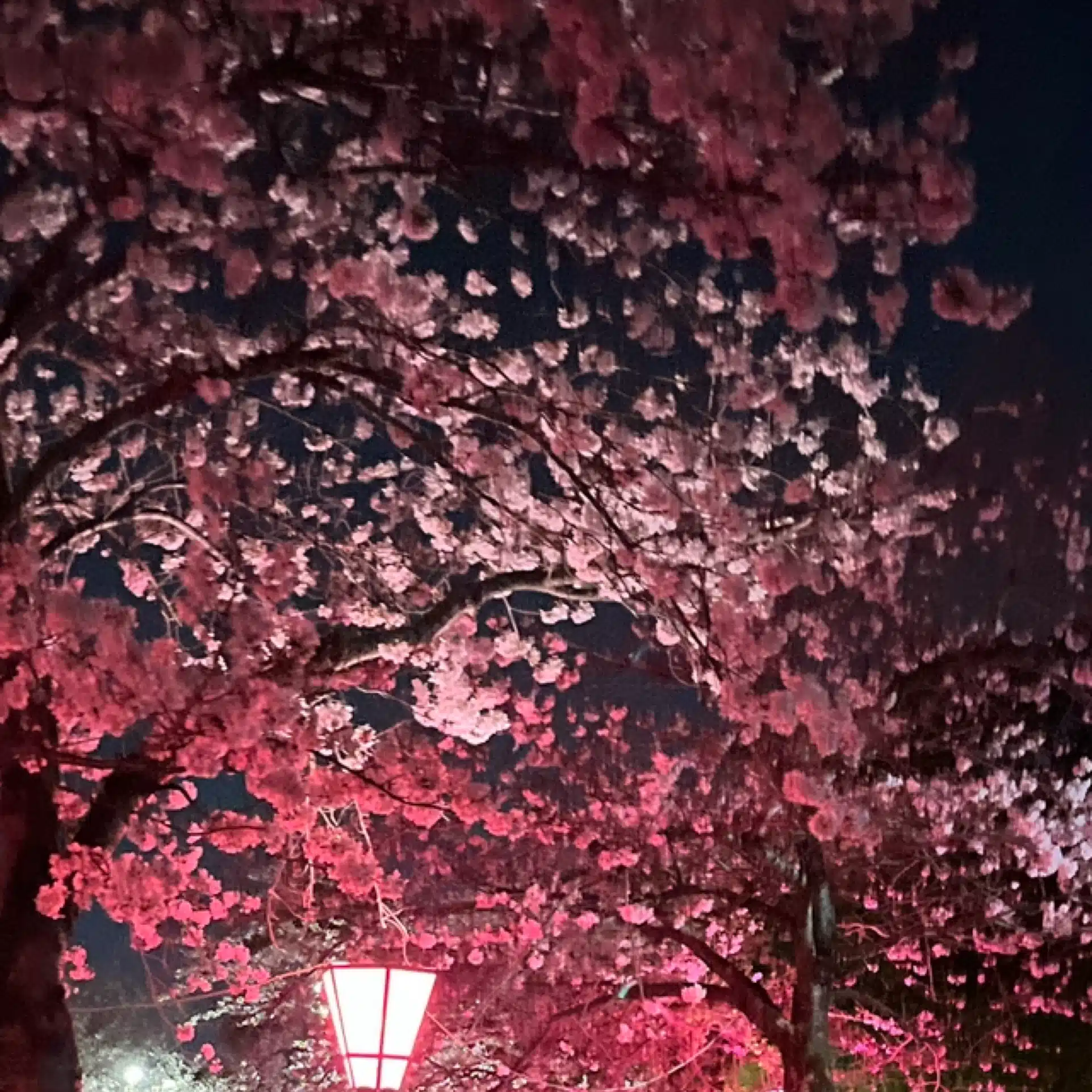 桜子