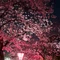 桜子