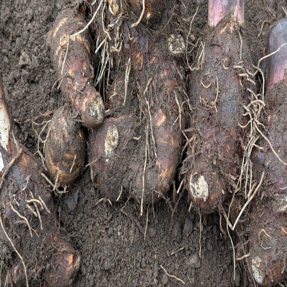 里芋※購入されないようご注意ください 里芋※購入されないようご注意ください 里芋※購入されないようご注意