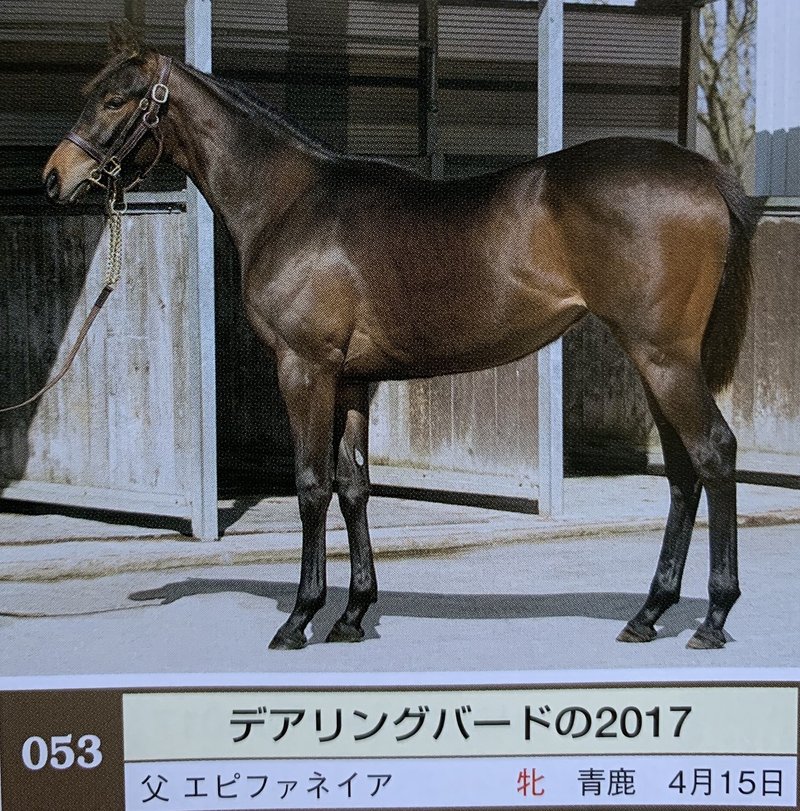 桜花賞馬デアリングタクトの1歳時の馬体から読み取れるモノ 一口馬主マスターb Note