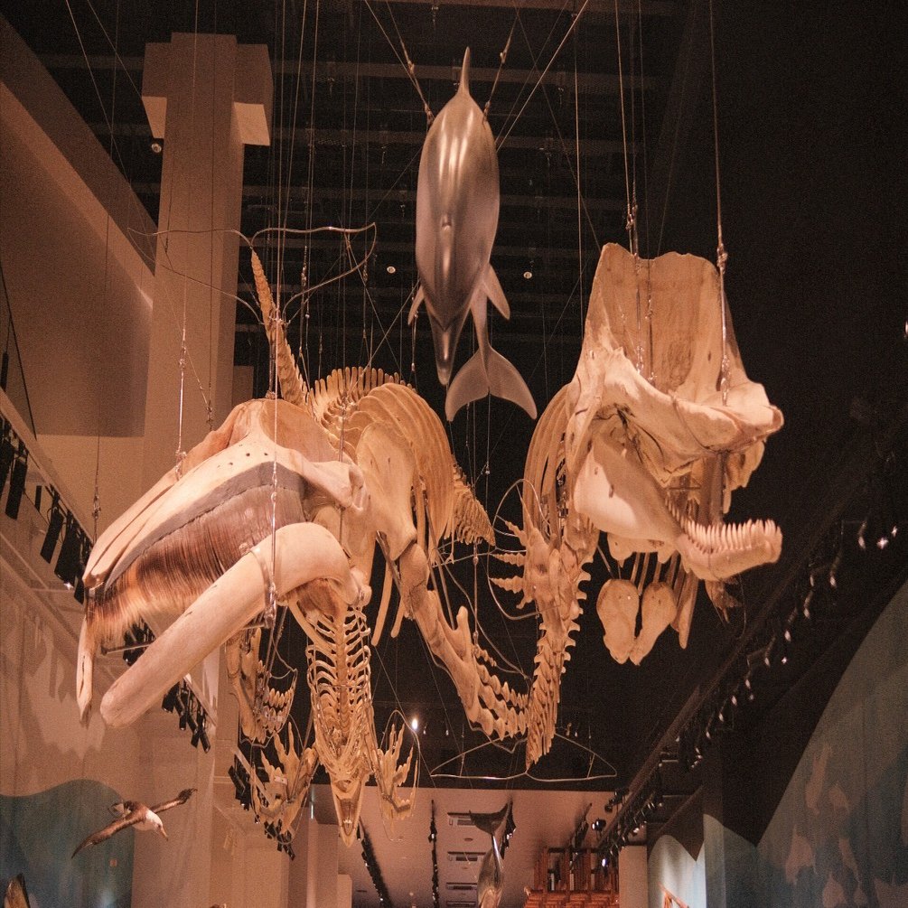 鯨の骨格標本が大迫力！名護博物館 ｜毎日note/珈琲とFUJIFILMと沖縄