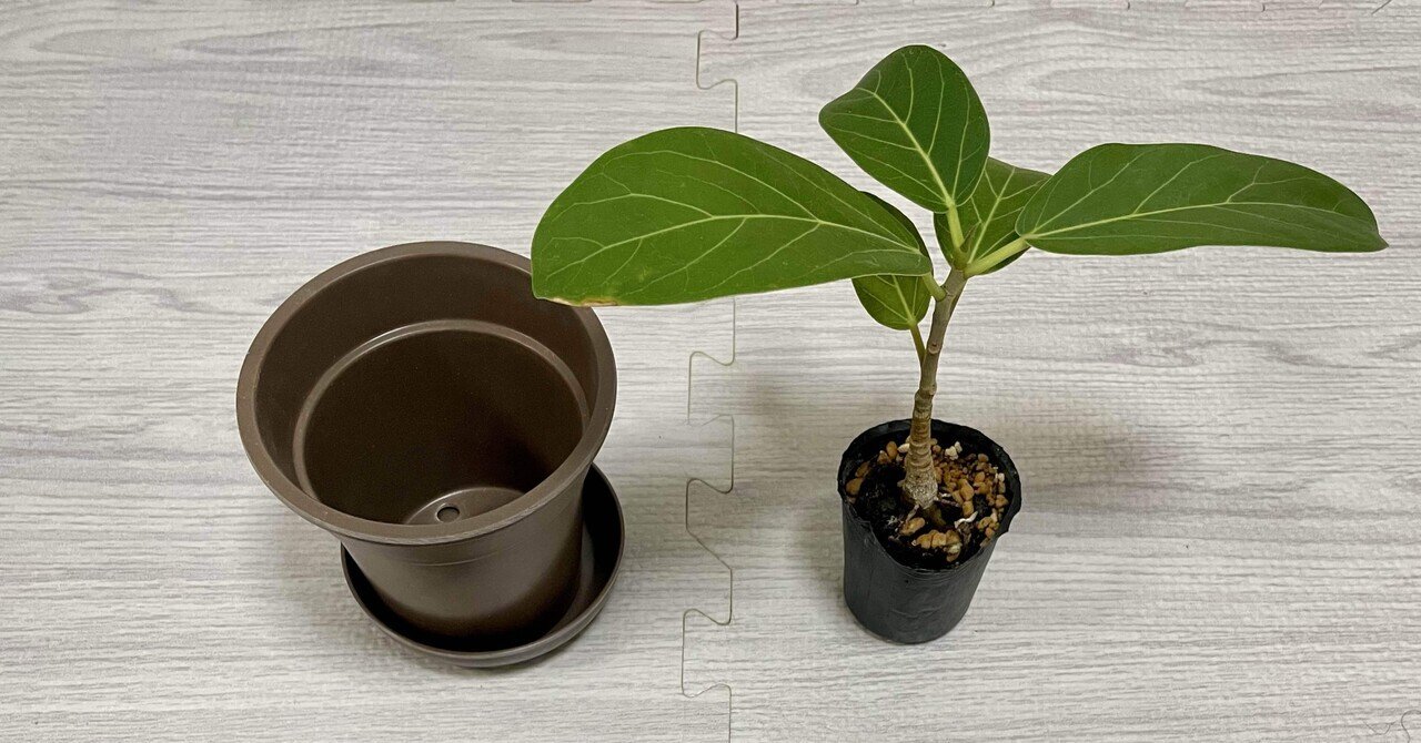 植物シリーズ①｜フィカスベンガレンシスさんとの出会い｜マルー