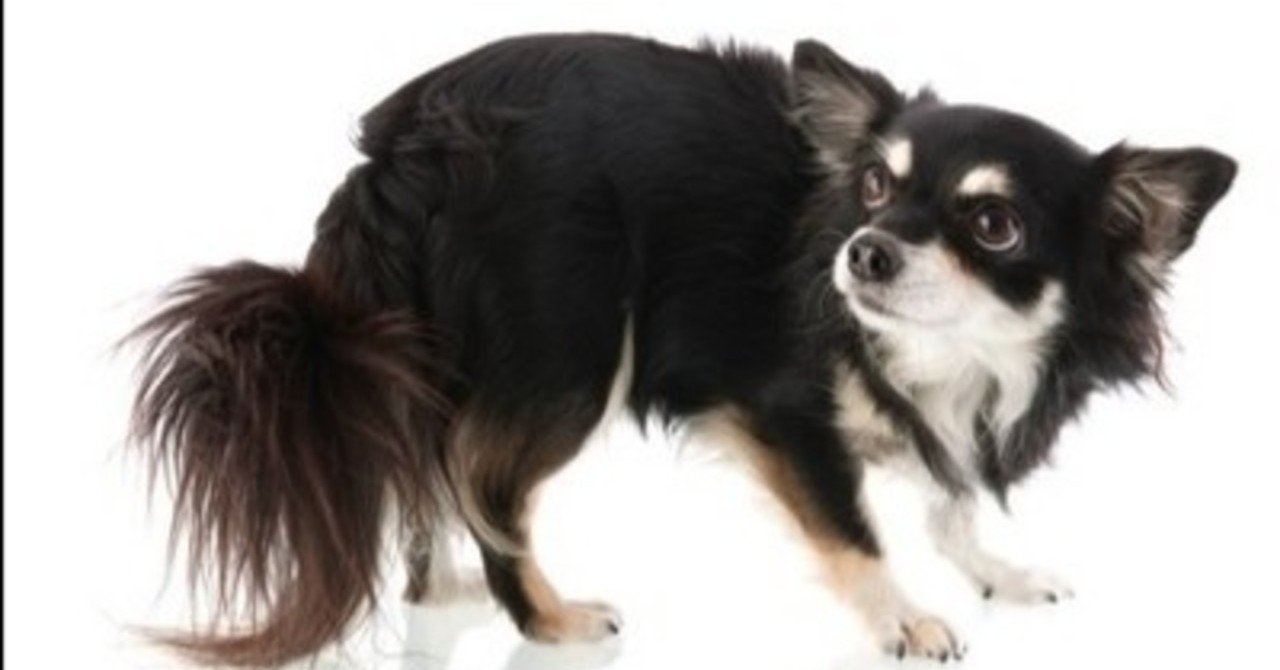 怖がりな犬のトレーニング方法とは 犬に関わって生活をする人必須情報 清水絵里奈 Note 怖がりな犬のトレーニング方法とは 犬に関わって生活をする人必須情報 清水絵里奈 Note