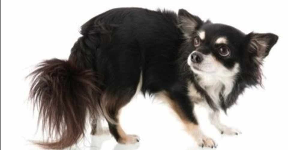 怖がりな犬のトレーニング方法とは 犬に関わって生活をする人必須情報 清水絵里奈 Note