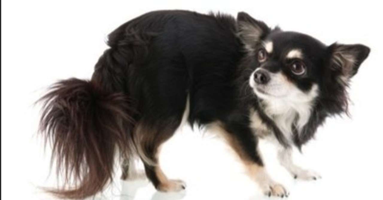 怖がりな犬のトレーニング方法とは 犬に関わって生活をする人必須情報 清水絵里奈 Note