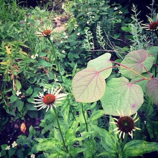 庭木を決めるときは 木の分類から学んでみる Hiroito Gardener Note 庭木を決めるときは 木の分類から学んでみる Hiroito Gardener Note