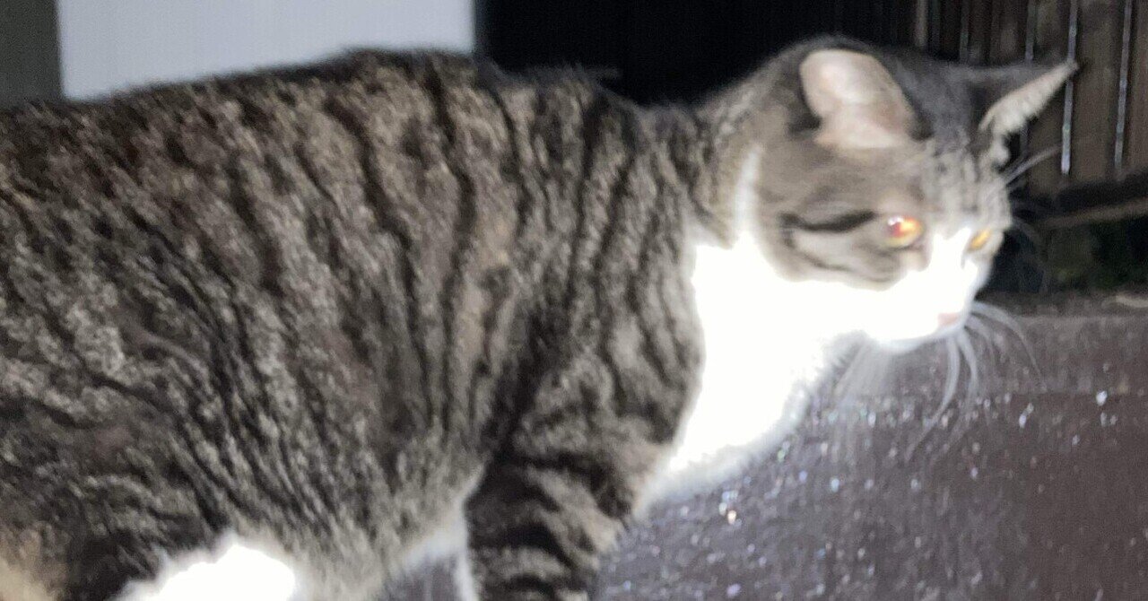 猫｜dandy_anderson13