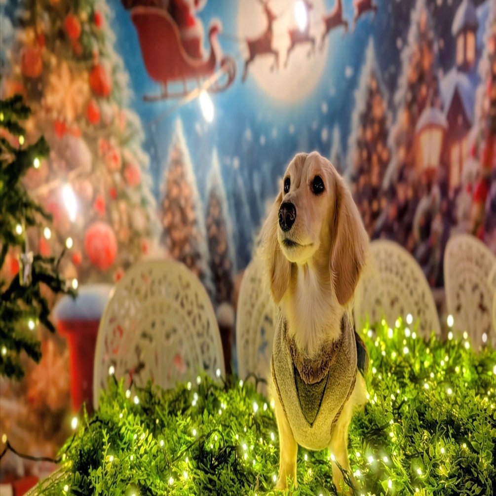 関西最大級のわんちゃんフォトブースカフェの能勢のとりこの大人気