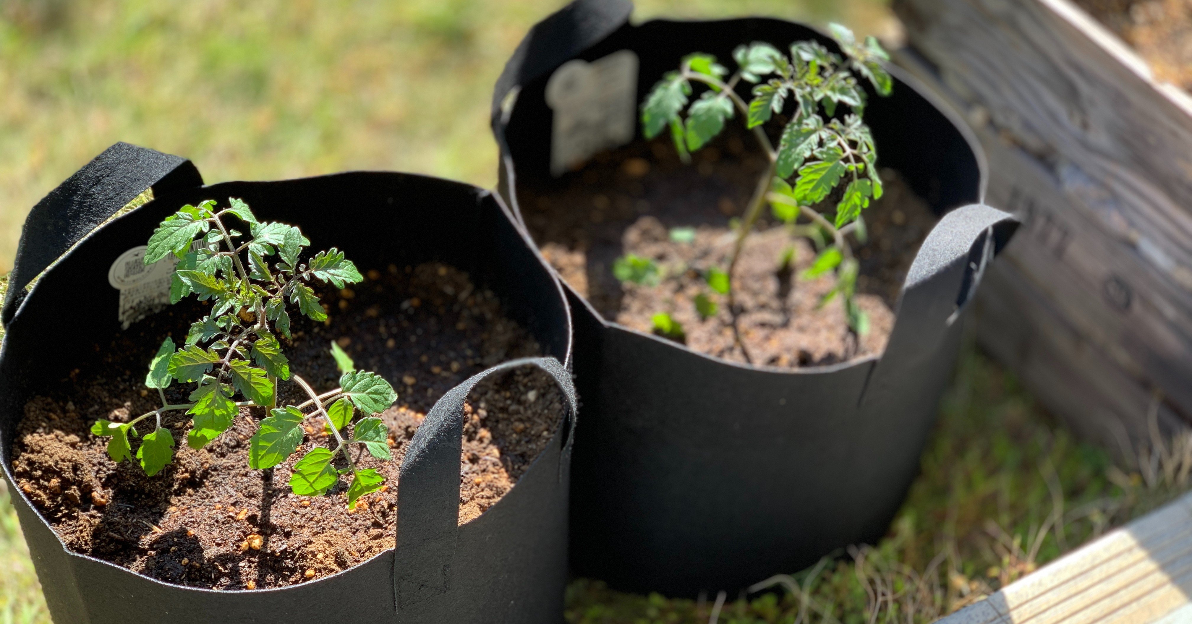 フェルトプランターで家庭菜園したらオシャレだった カトウケイコ アップサイクルおばさん Note