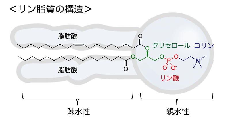 t111-06-リン脂質の構造-図