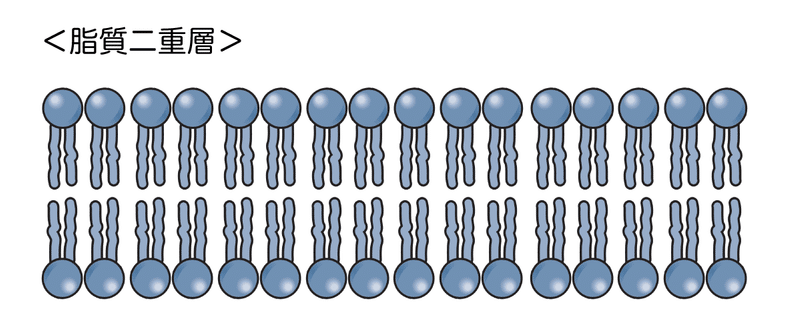 t111-06-脂質二重層-図