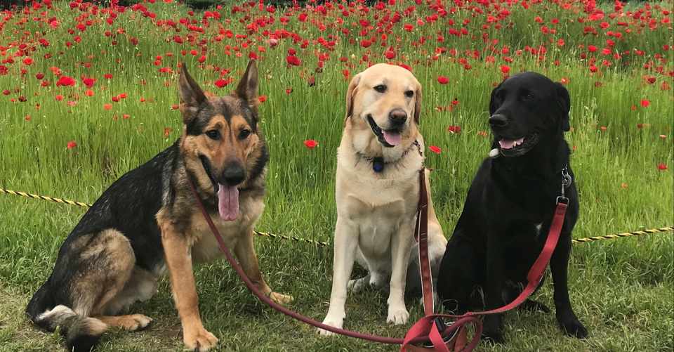 憧れの大型犬多頭飼いを成功させるには 村上佳子 グラティスエンタープライズ株式会社代表取締役 Note
