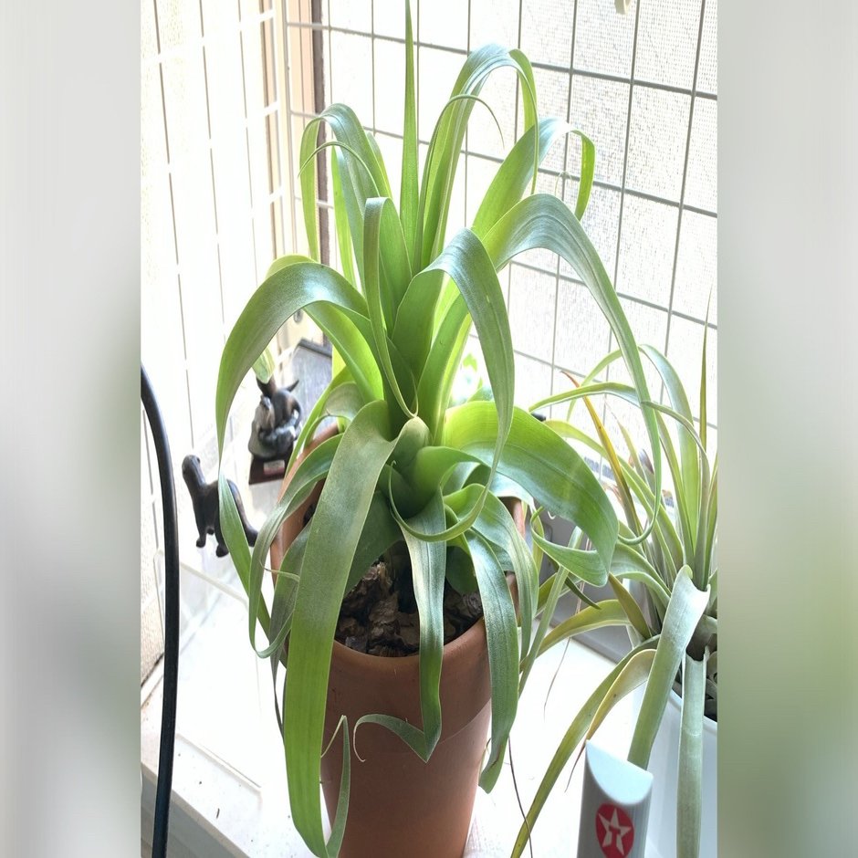 チランジア・サマンサ｜川獺るとら