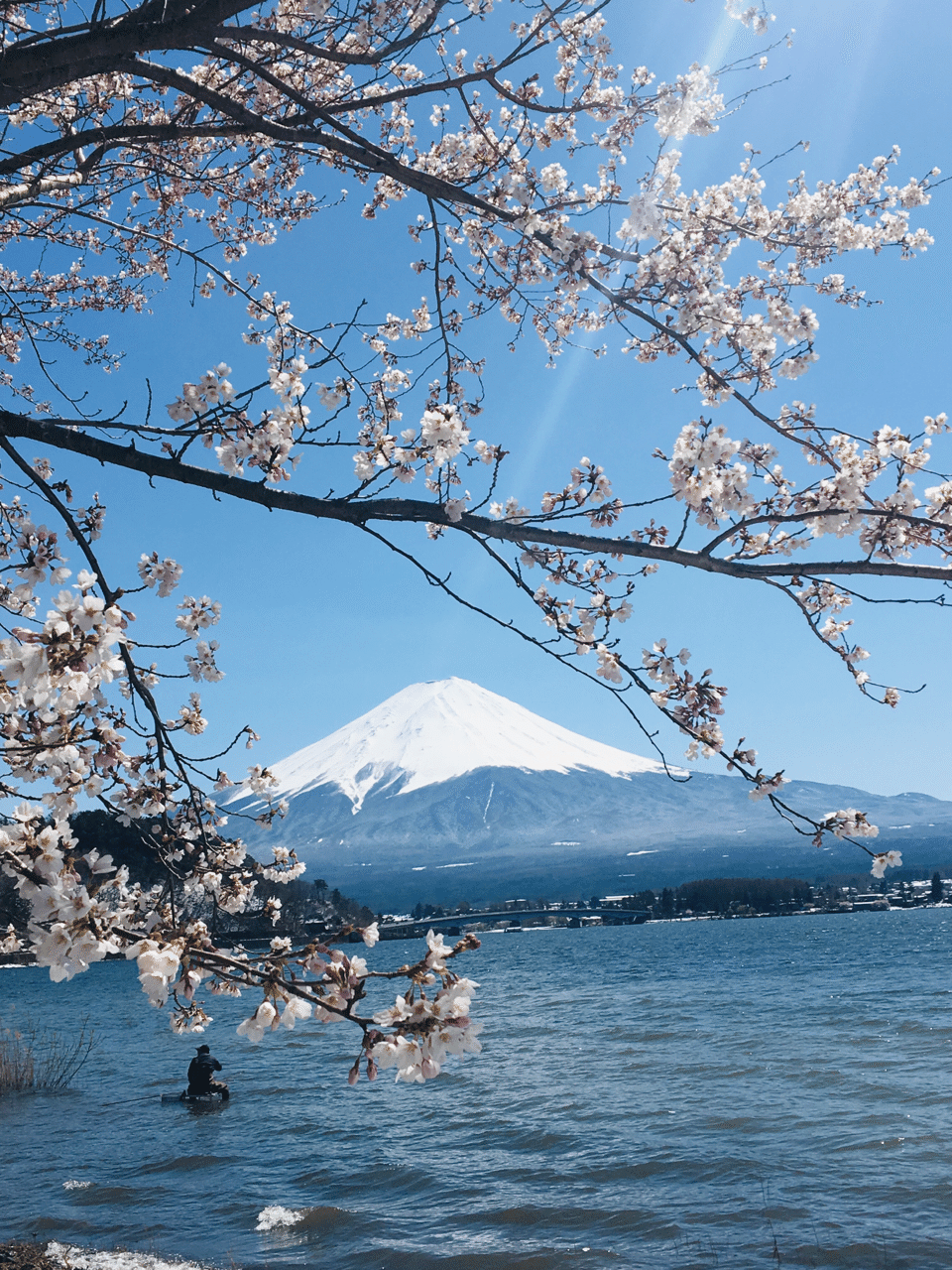 富士山と桜と河口湖 人生一度きり メンタルクライシス Note