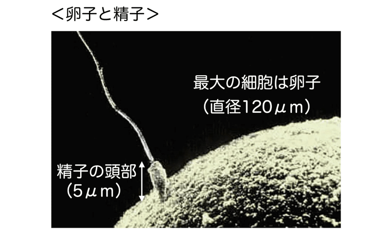 最大の細胞は卵子120μm-精子は5μm-2