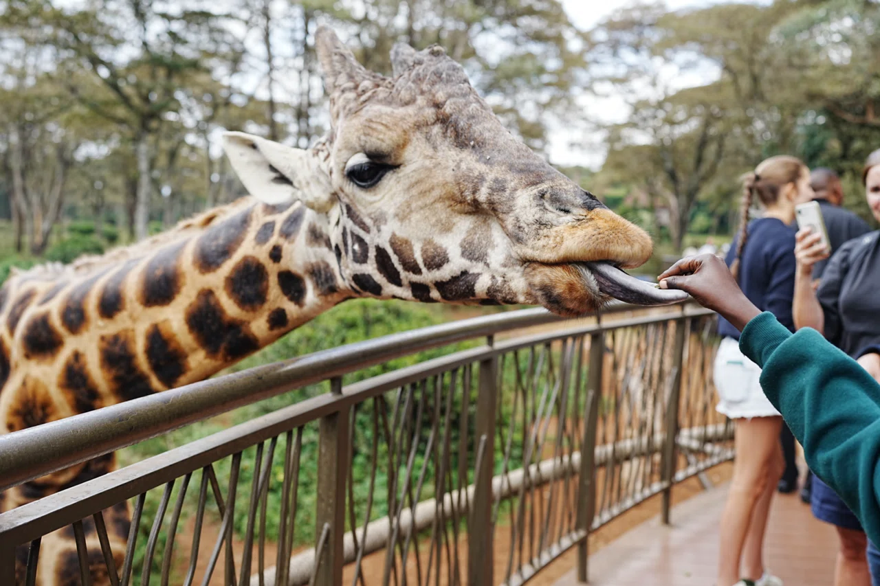 2025/11/14 | Kenya🇰🇪 | Giraffe Feeding Experience｜moe | カメラ