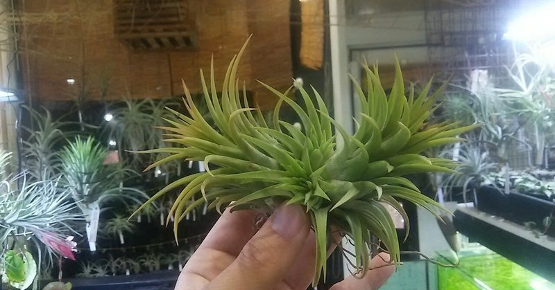 チランジア入荷リスト 4 1 4 8 Nature Garden 神田 Note