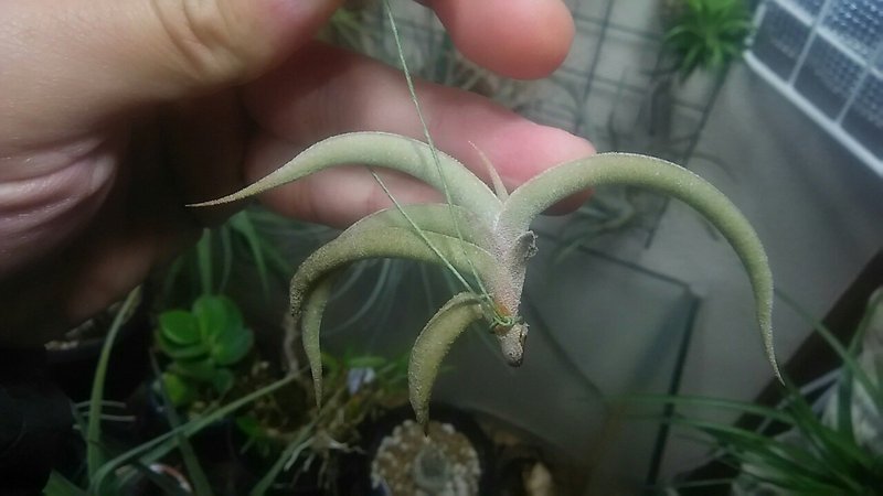 チランジア入荷リスト 4 1 4 8 Nature Garden 神田 Note