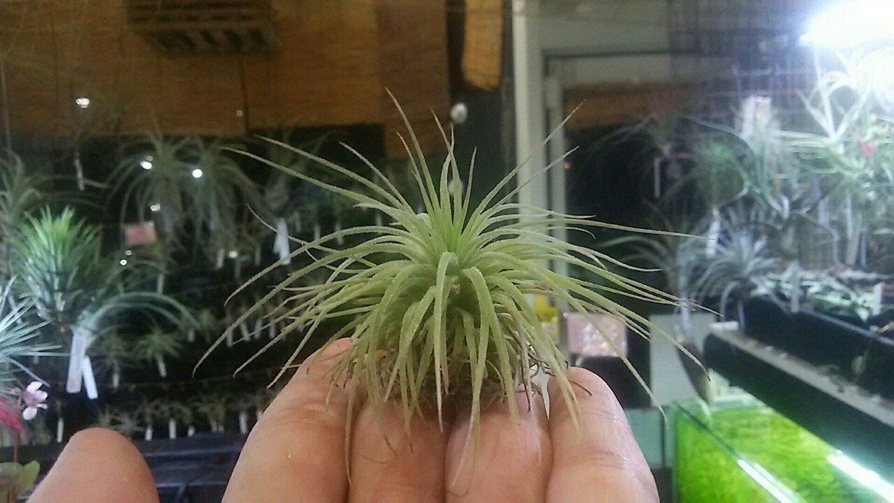 チランジア入荷リスト 4/1-4/8｜NatureGarden🌿神田