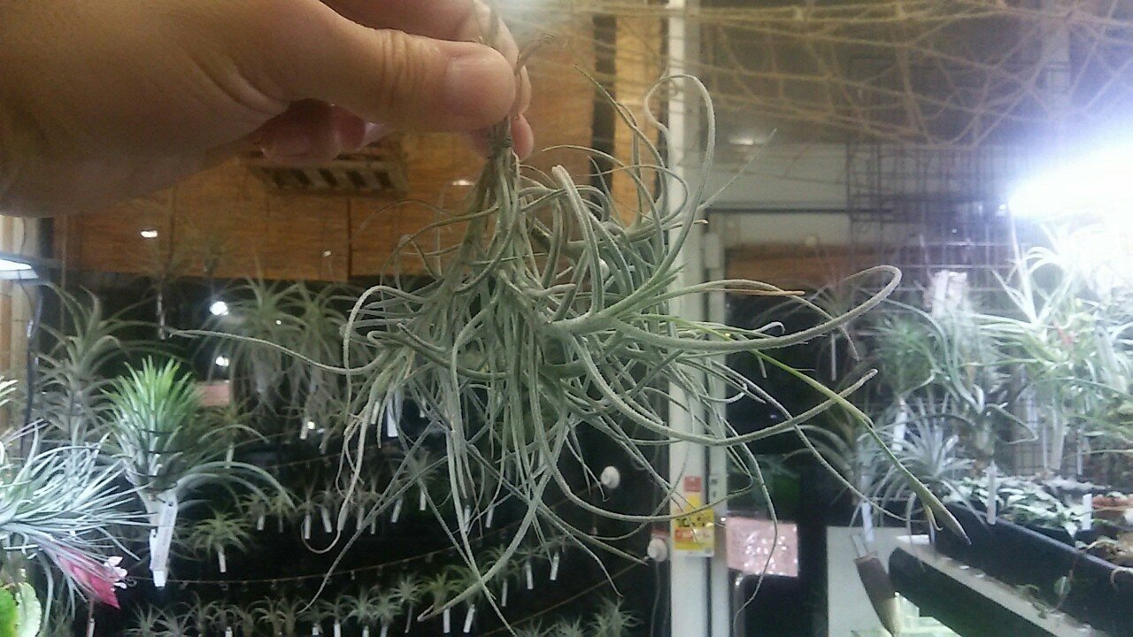 チランジア入荷リスト 4/1-4/8｜NatureGarden🌿神田