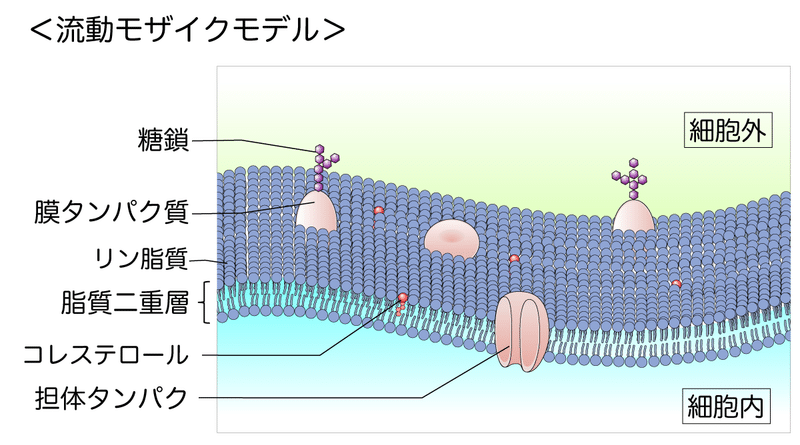 t111-07-流動モザイクモデル-図