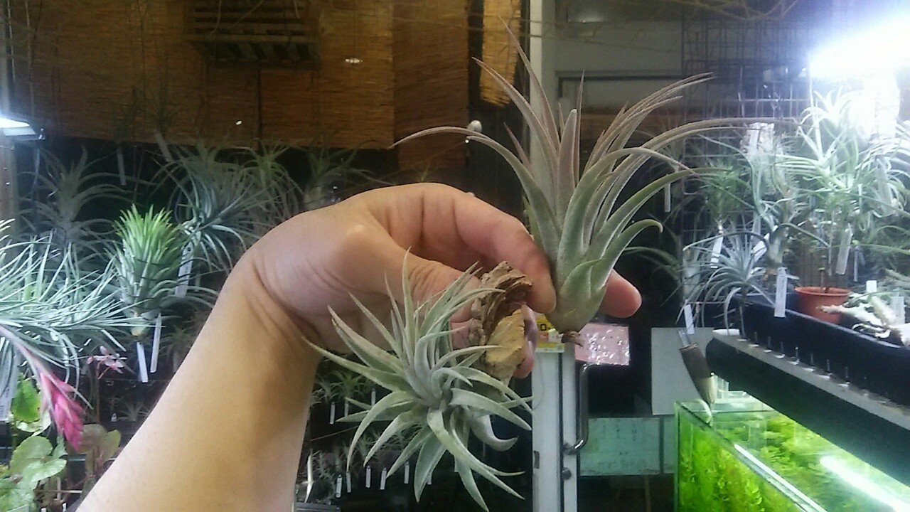 チランジア入荷リスト 4/1-4/8｜NatureGarden🌿神田