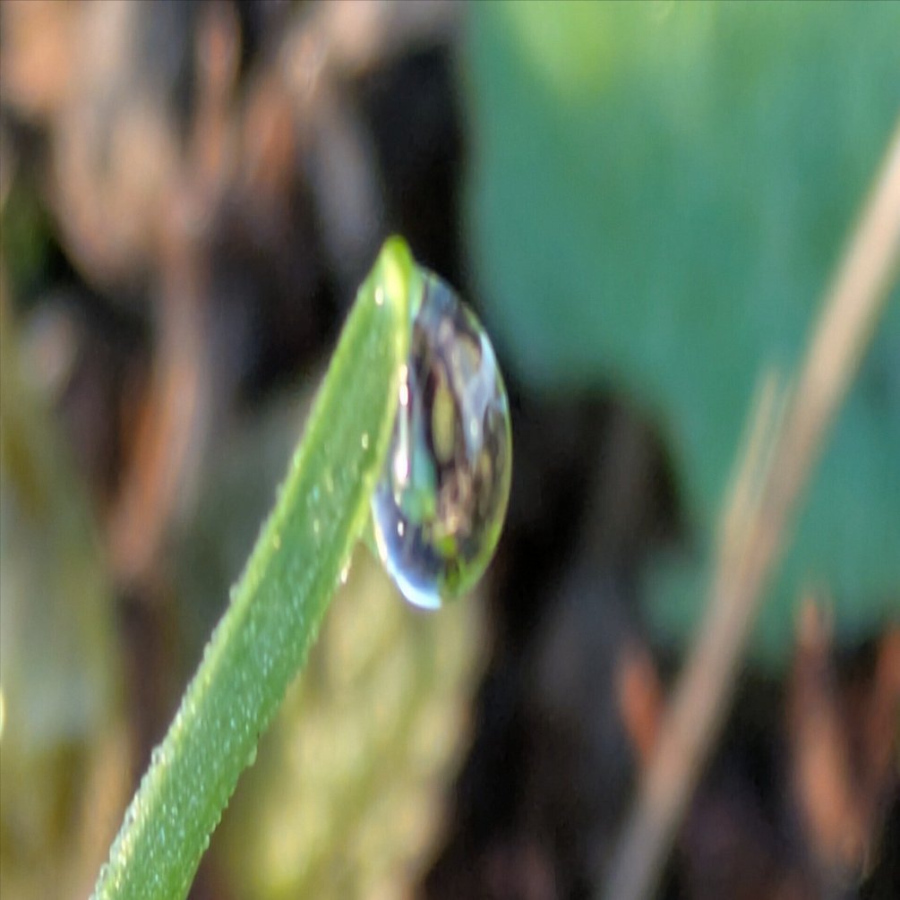 今朝の水滴⑧｜ichiro70