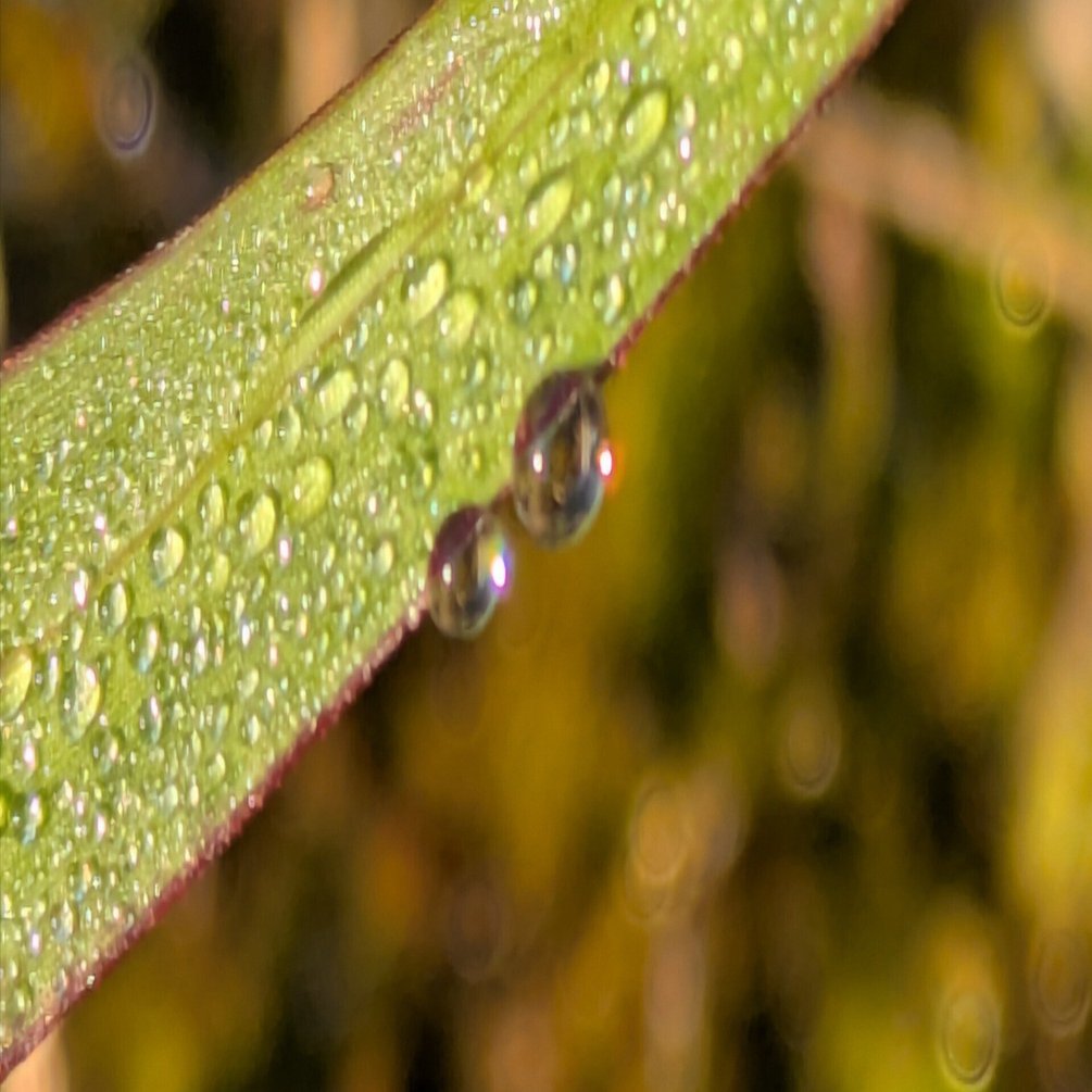 今朝の水滴⑨｜ichiro70