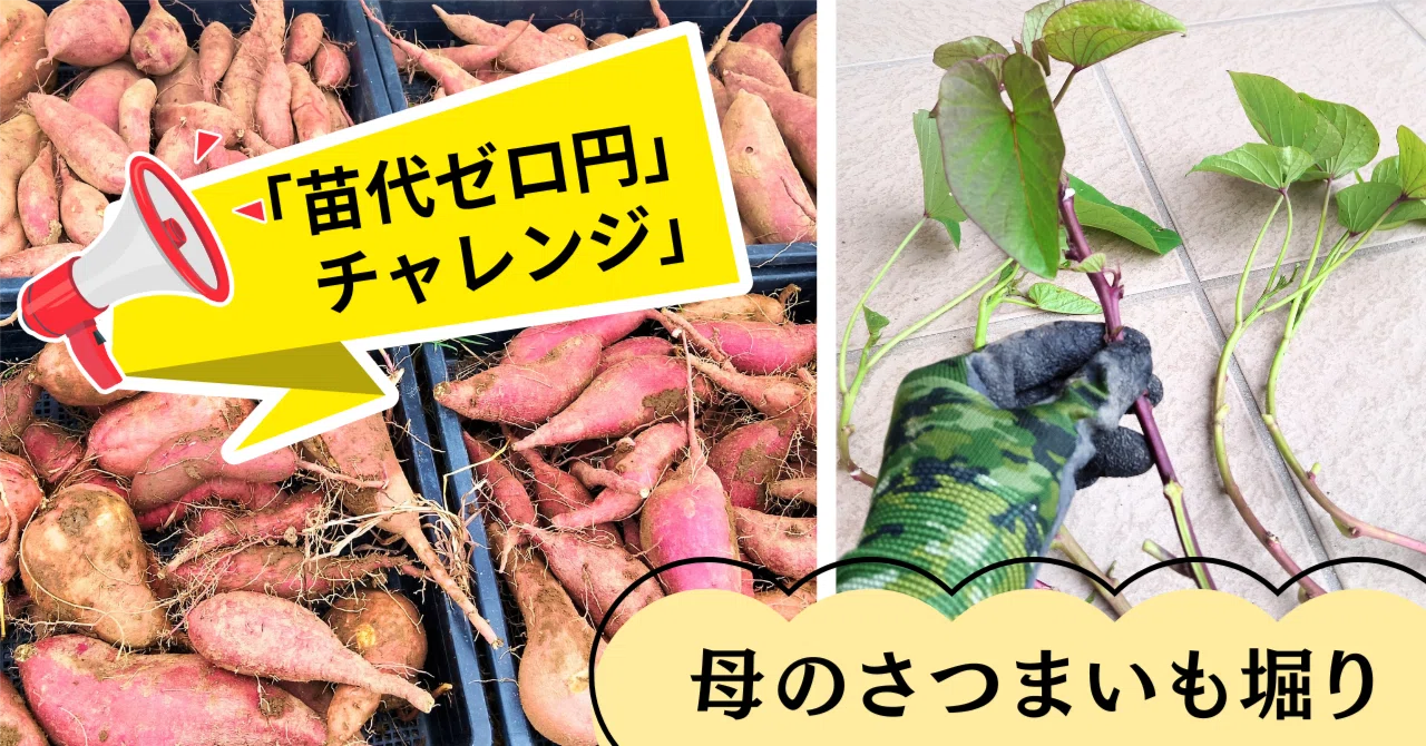 さつまいも「苗代ゼロ円チャレンジ」、収穫はいかに⁉｜自家製
