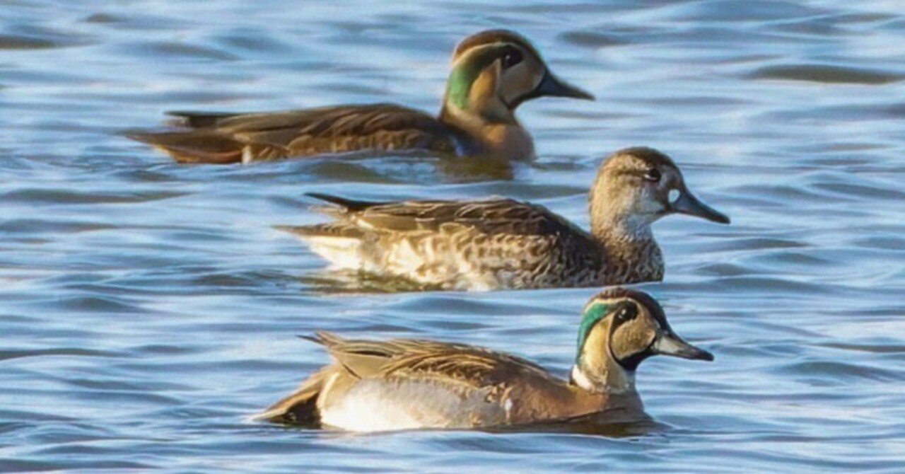 トモエガモ ♂5 ♀2｜神戸の野鳥note@きたの みつよし