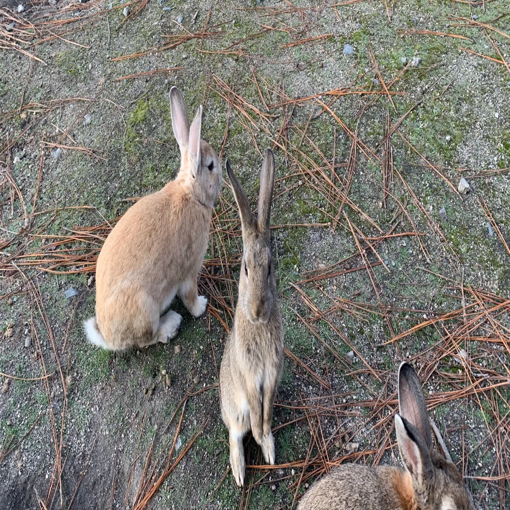 うさぎ700羽の大久野島で、癒しと学びの旅をしてきた。｜ゆうひ