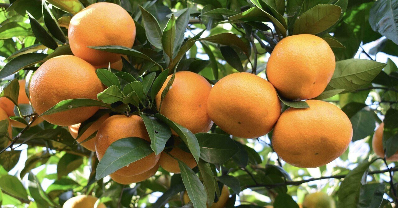 蜜柑の収穫と秋の風景と猫｜SuzukenSambar