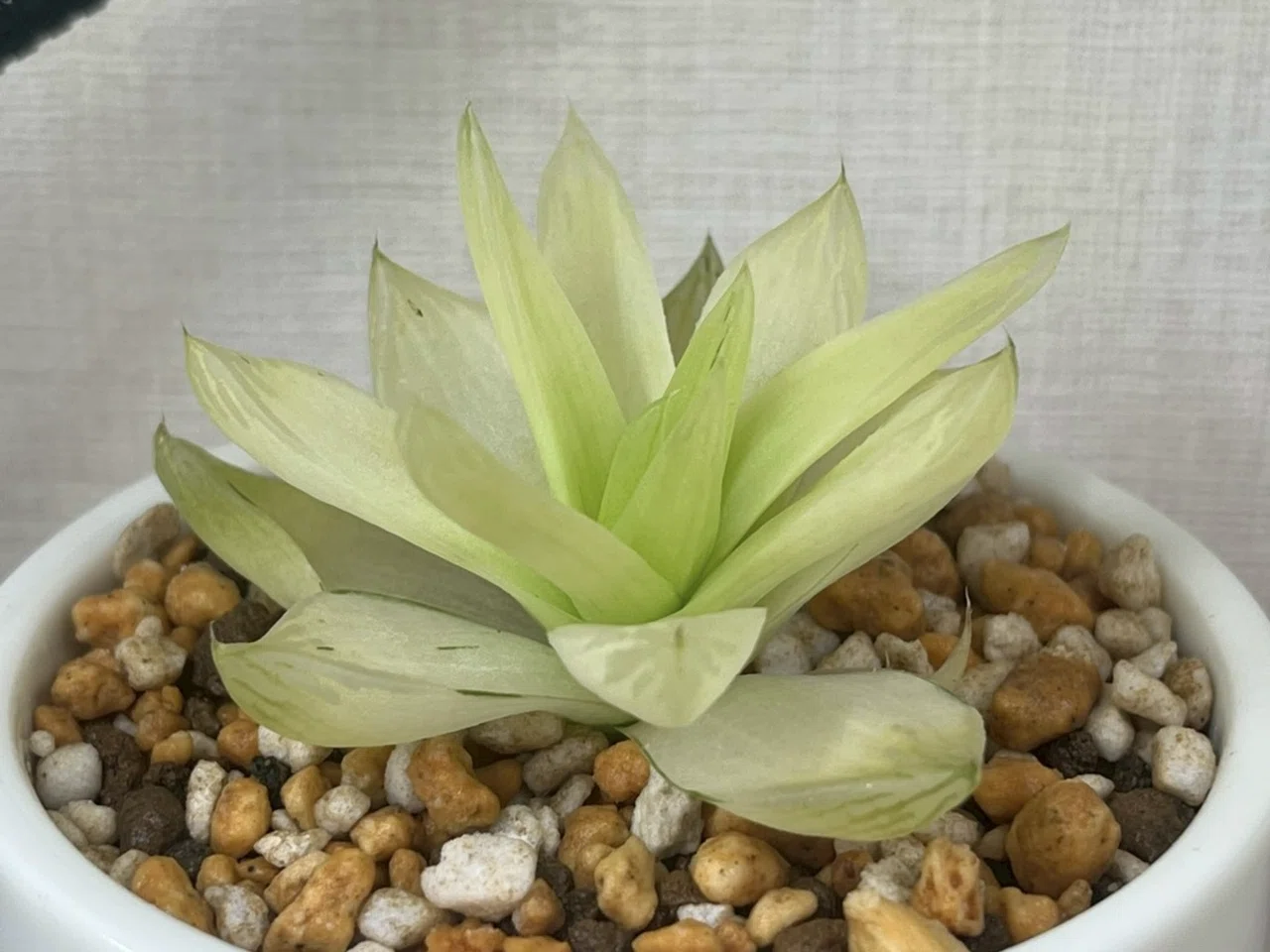 FJ Agave】x14-1多肉植物 ハオルチア SSS希少品種 皇妃変異寿 10株
