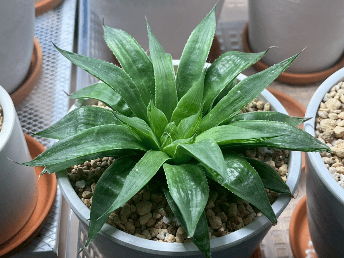 ハオルチアコレクション2021-2025｜ぬるぬるちゃんぬる