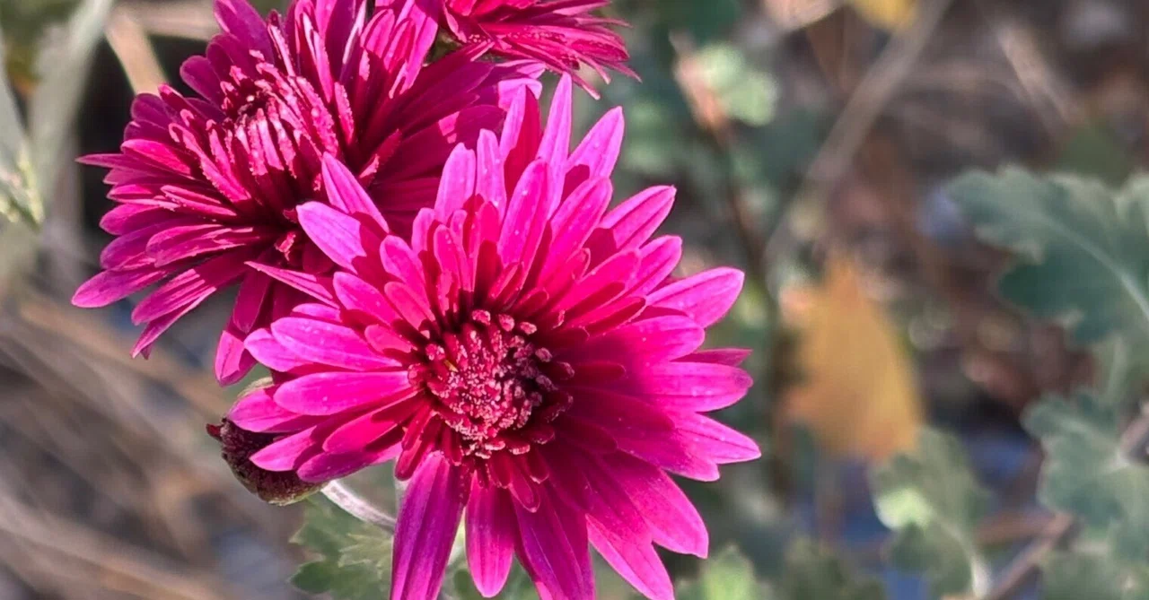 きくの花｜ヒロコ