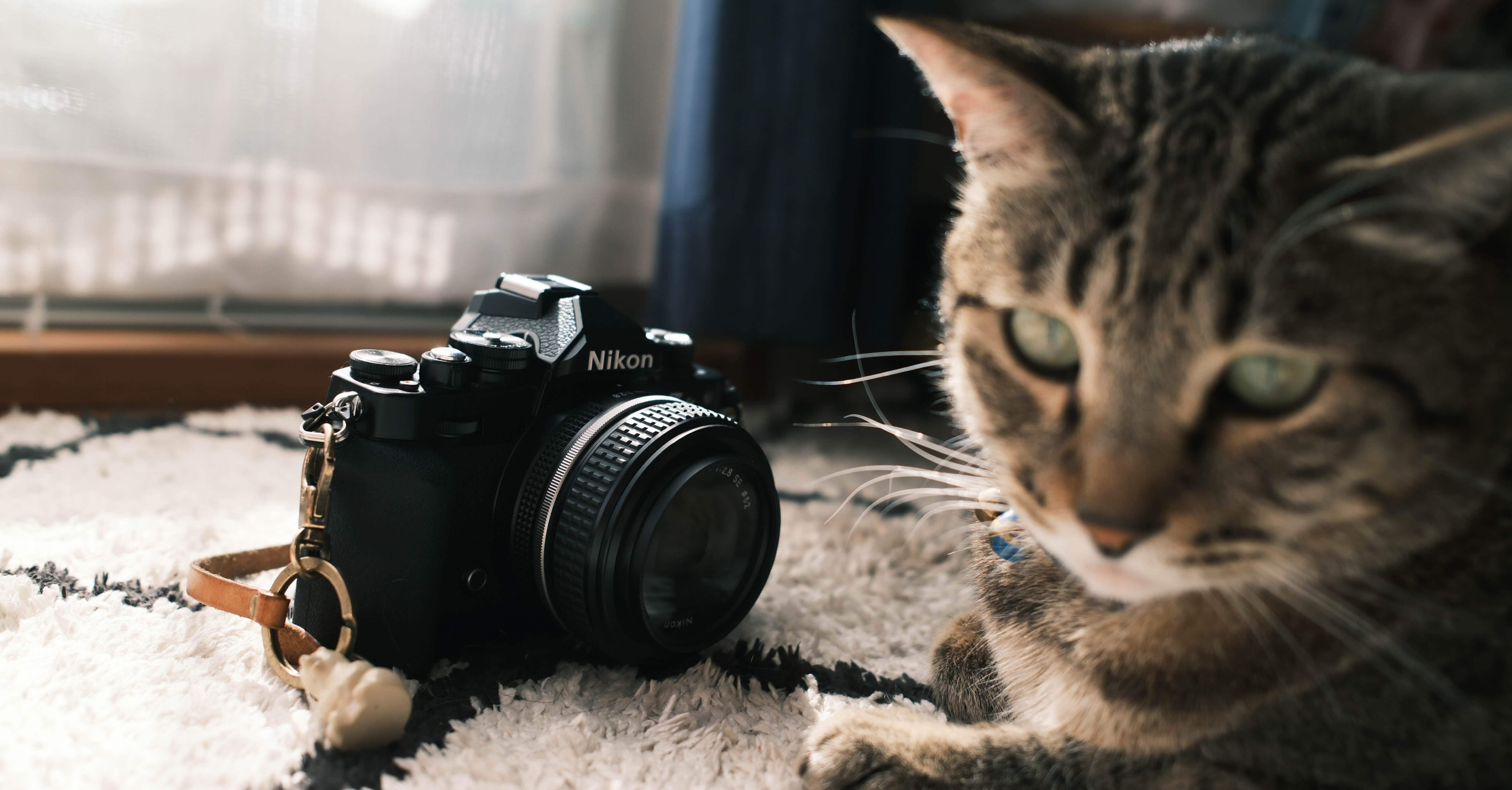愛猫専用機: Nikon zfc 📷🐈メンバーシップ#8｜non𓂃𓃱𓈒𓏸