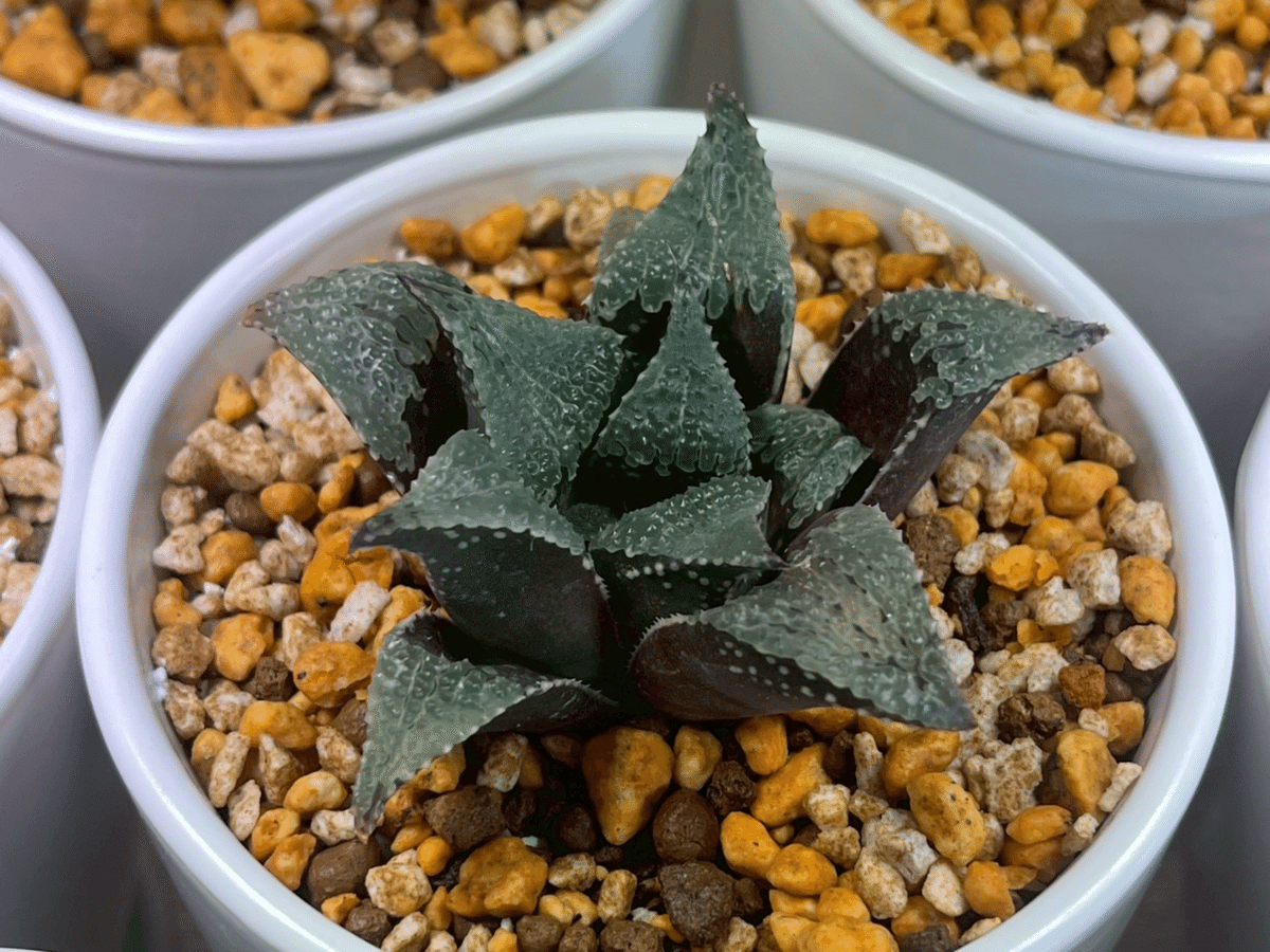 ハオルチアコレクション2021-2025｜ぬるぬるちゃんぬる