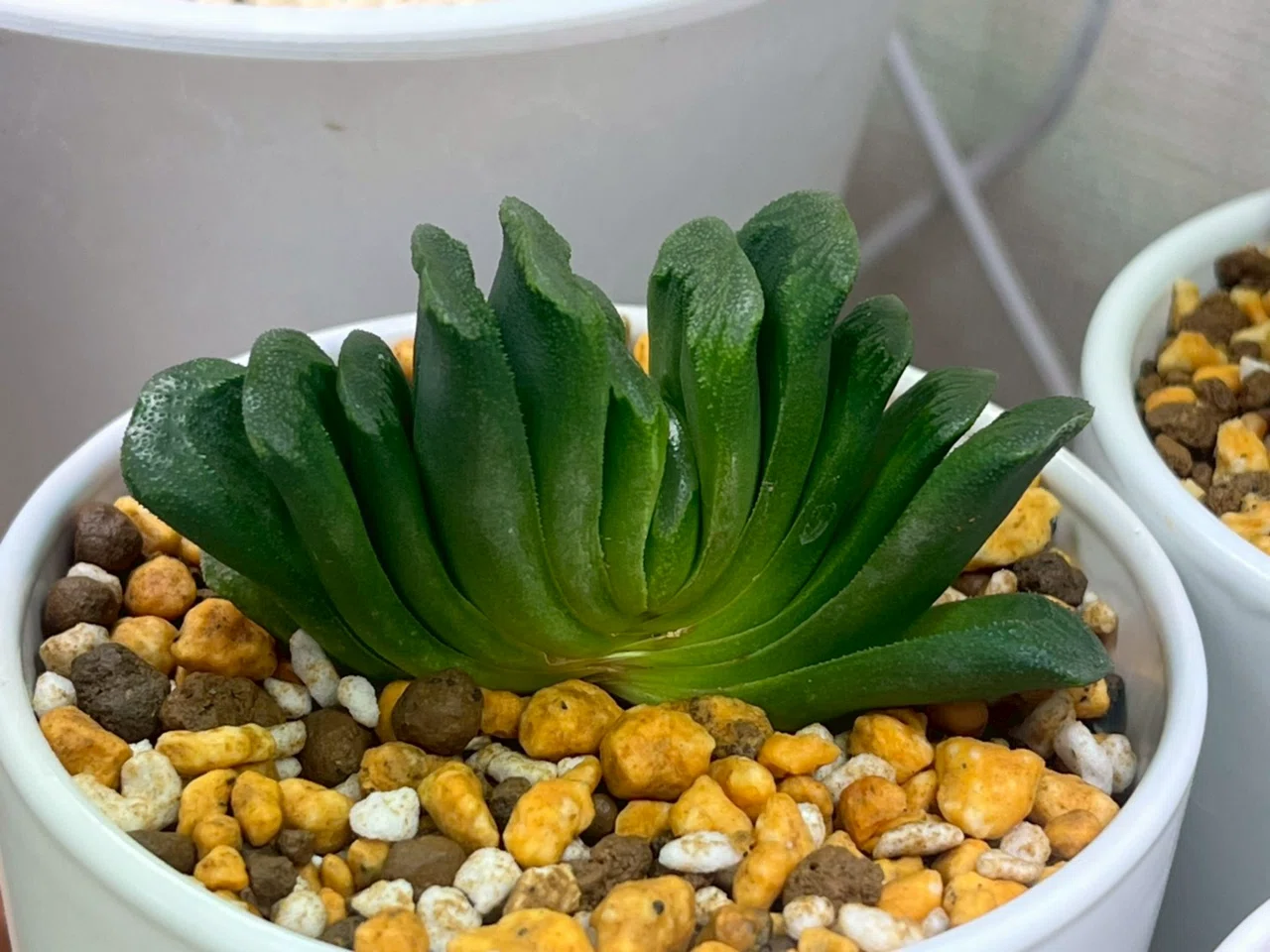 FJ Agave】x14-1多肉植物 ハオルチア SSS希少品種 皇妃変異寿 10株