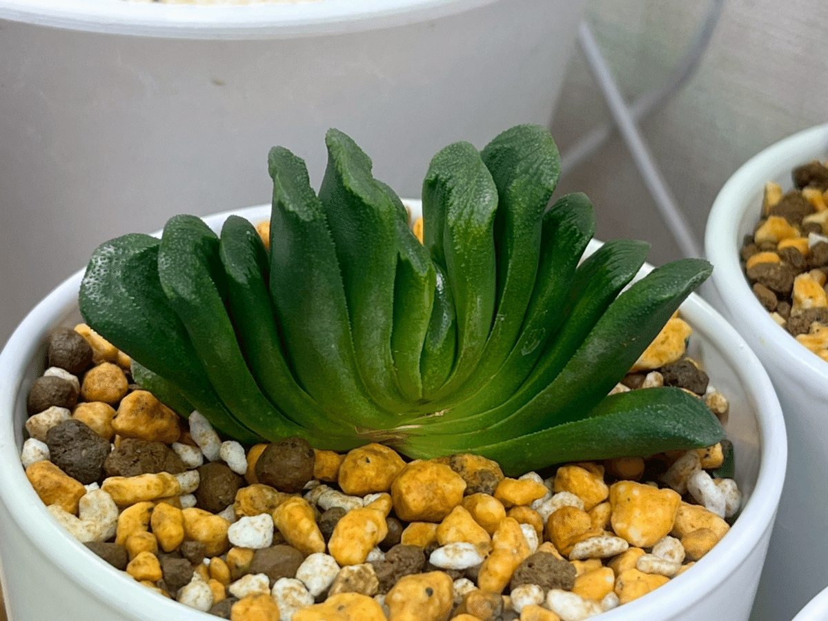 ハオルチアコレクション2021-2025｜ぬるぬるちゃんぬる