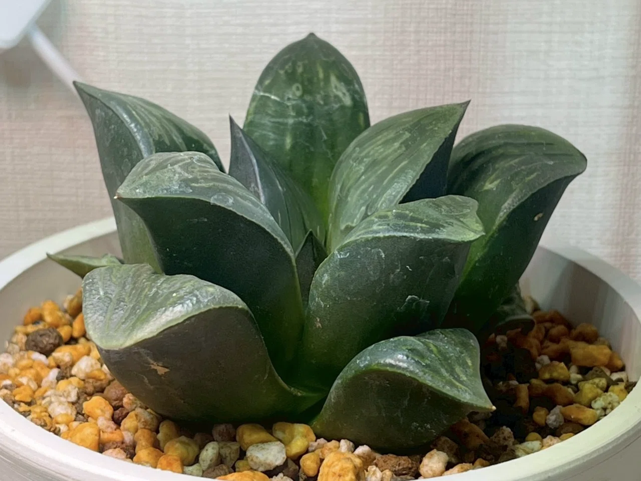多肉植物 D35 多肉植物 ハオルチア ハオルシア 氷玉鸞 全面窓 総窓 超美