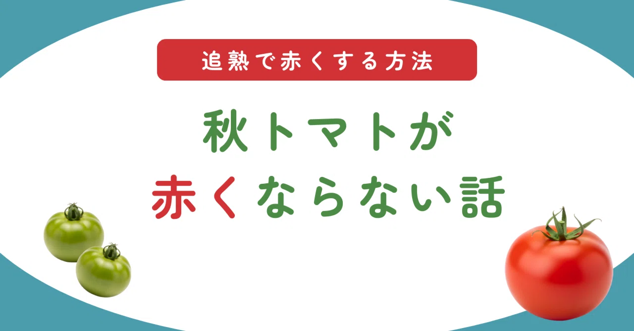 トマト 赤く ならない